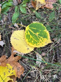 Fall walk on a local walking trail.