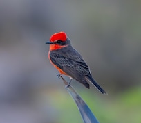 Vermillion Flycatcher