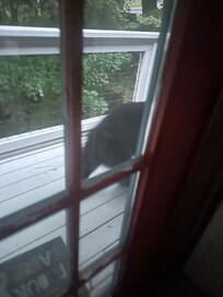 Our little visitor