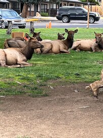 And his herd was nearby.