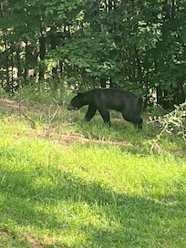 Visitor!