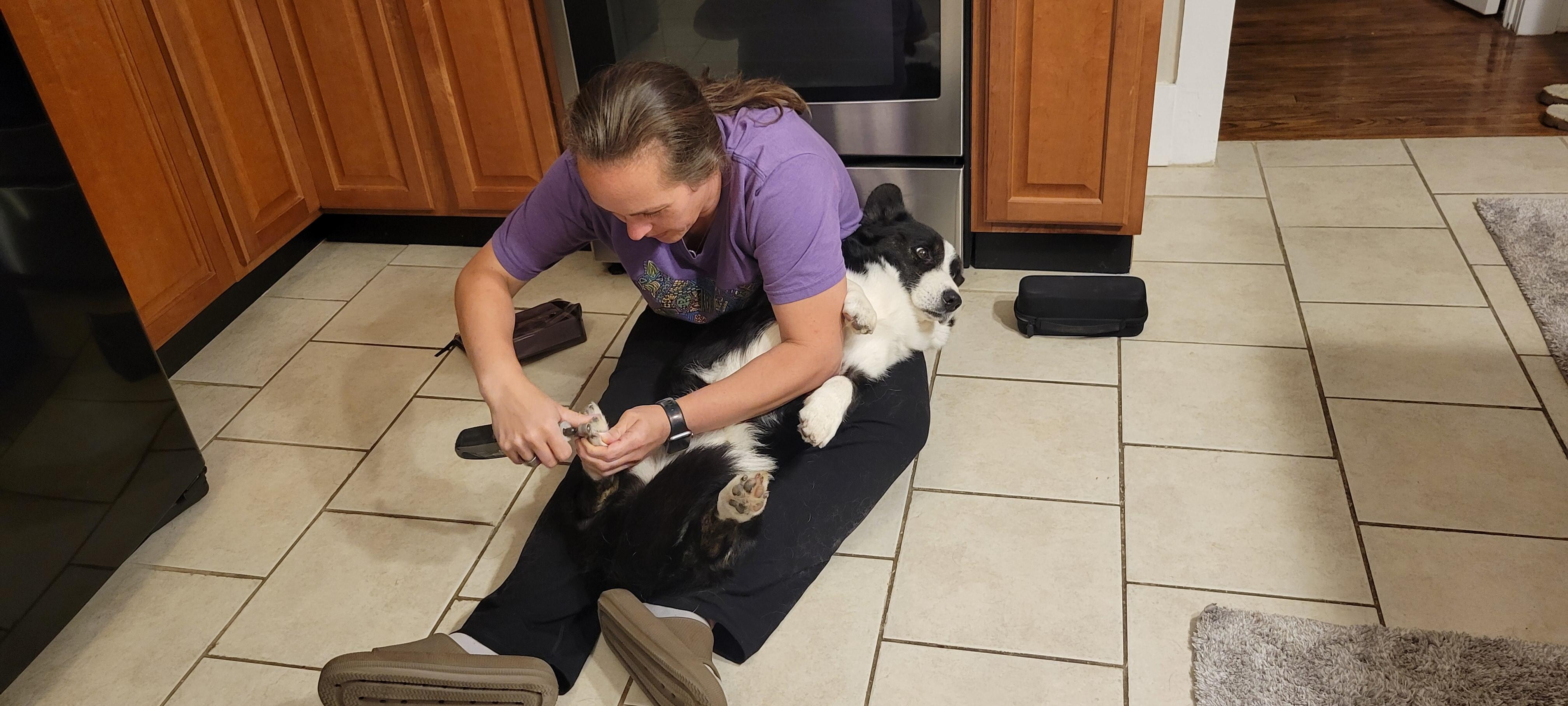 Samson gets his pedicure before his show day at Purina by my girlfriend.