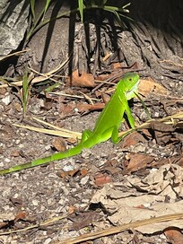 A critter friend on Duvall Street