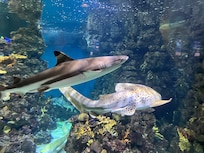 Aquarium