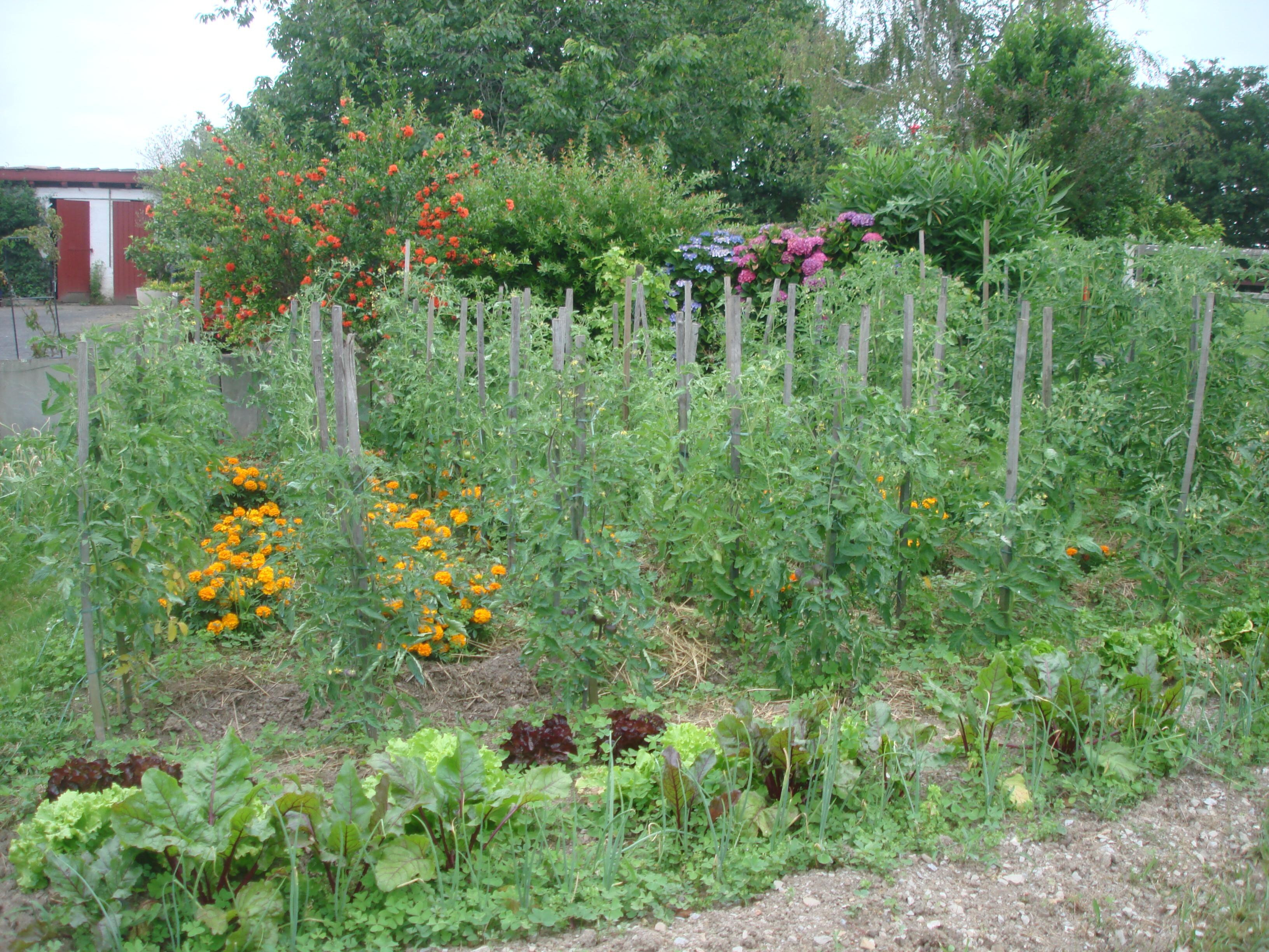 les  tomates  en fleurs  de Mr Bergara  et  son superbe jardin