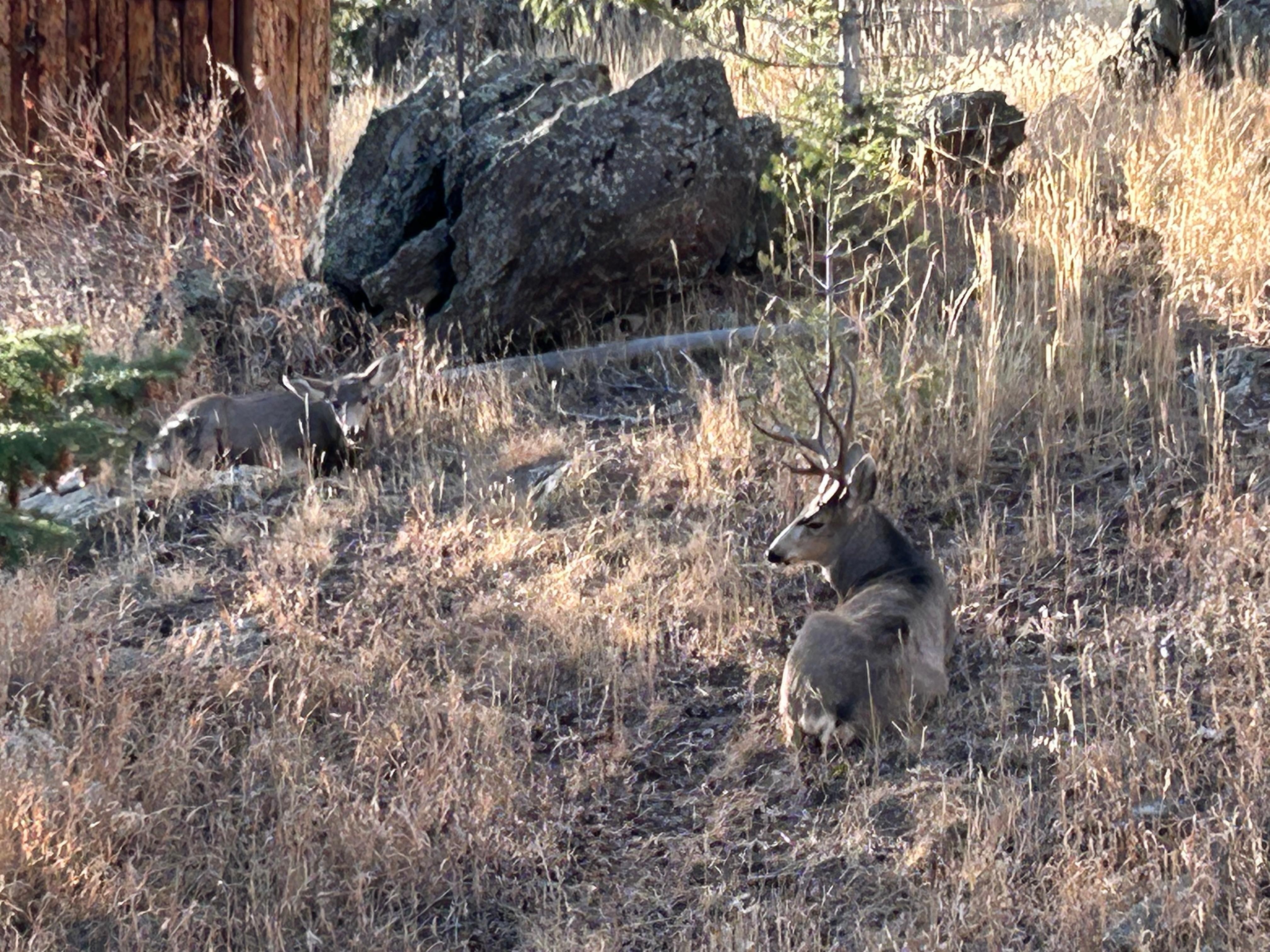 Deer resting outside cabin