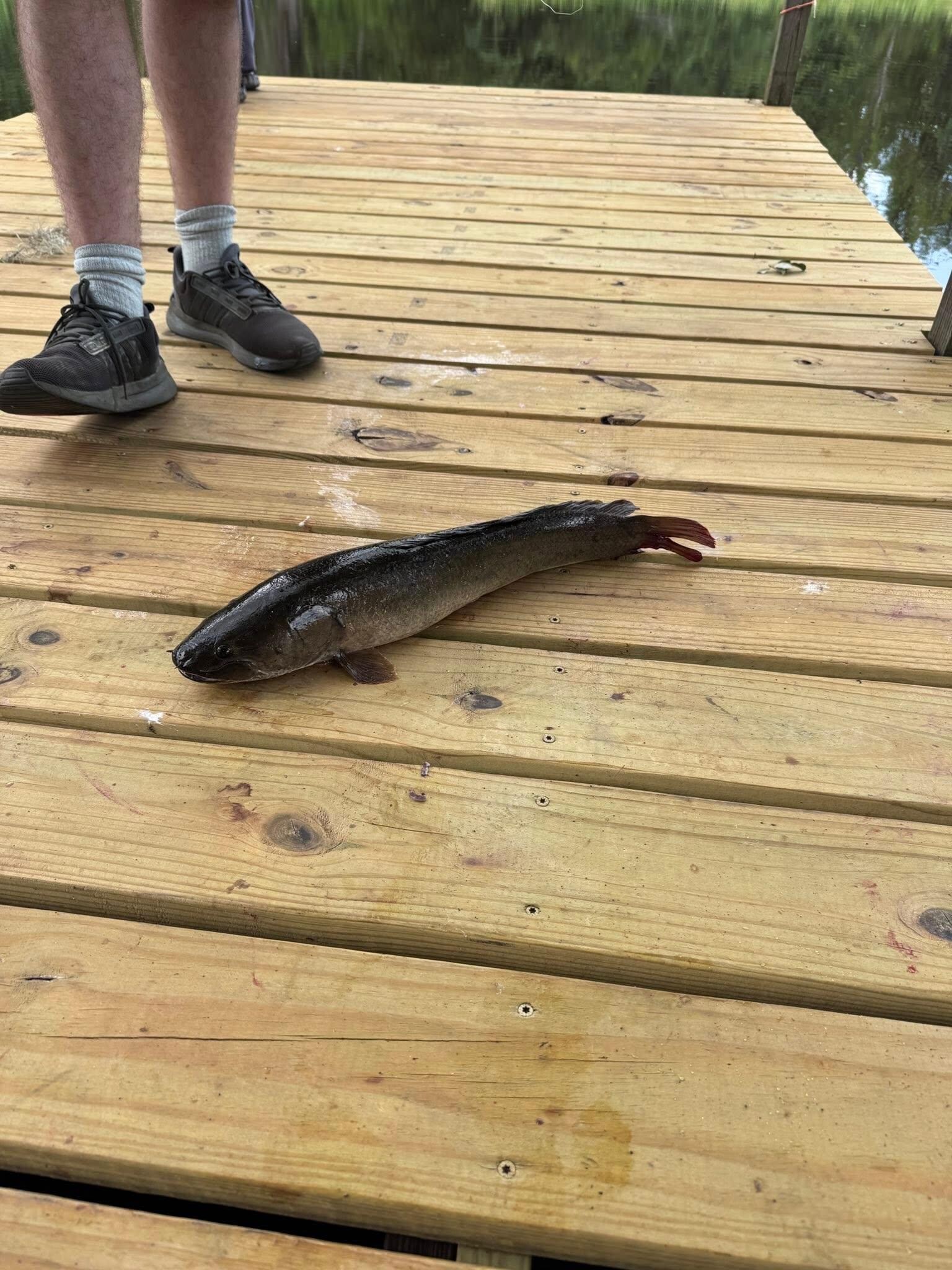 Bigger fish