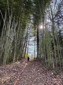 In the bamboo