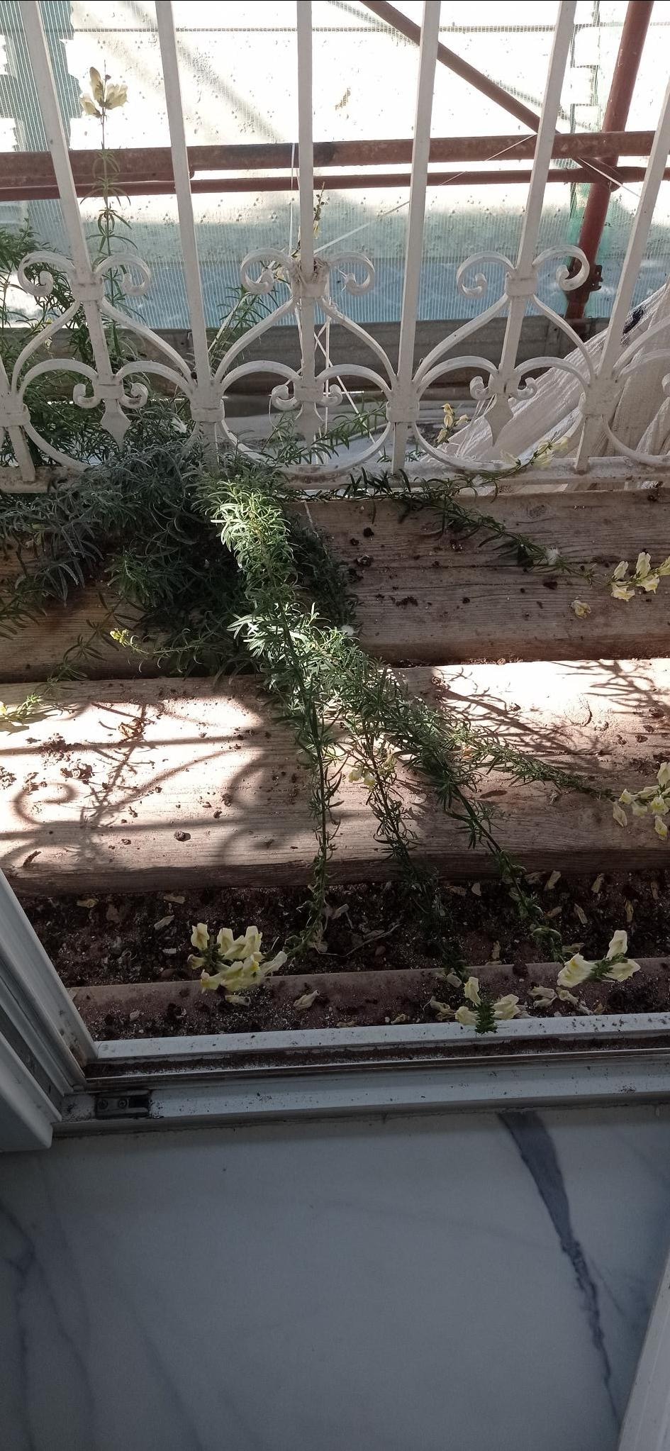 alle Balkone / Austritte wegen Verdreckung (Taubenkot) nicht zu benutzen