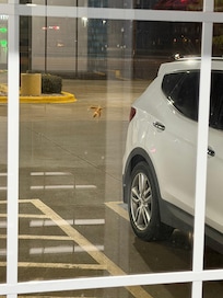 Wasps in fitness center