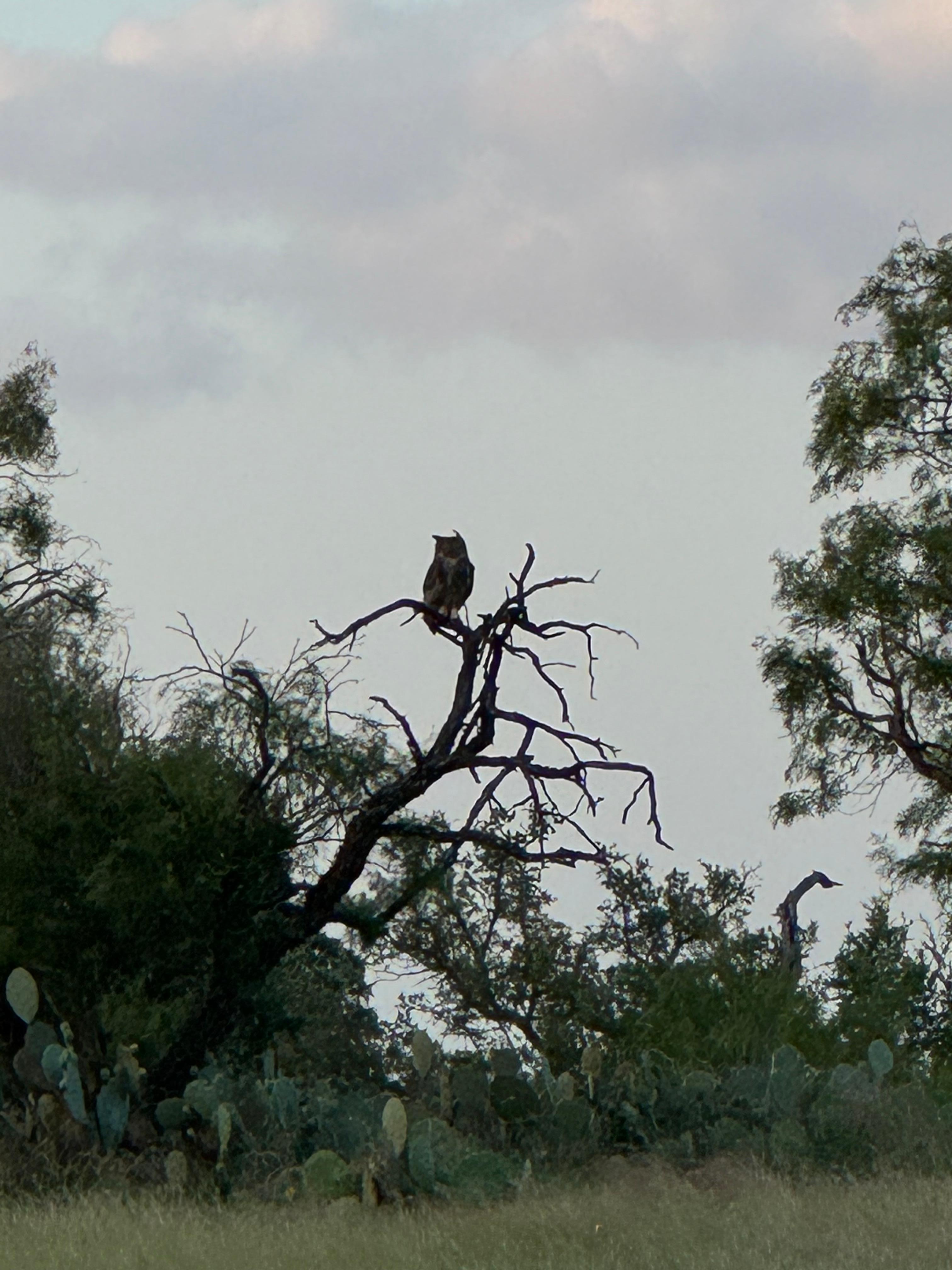 Great-horned Owl 