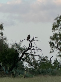 Great-horned Owl