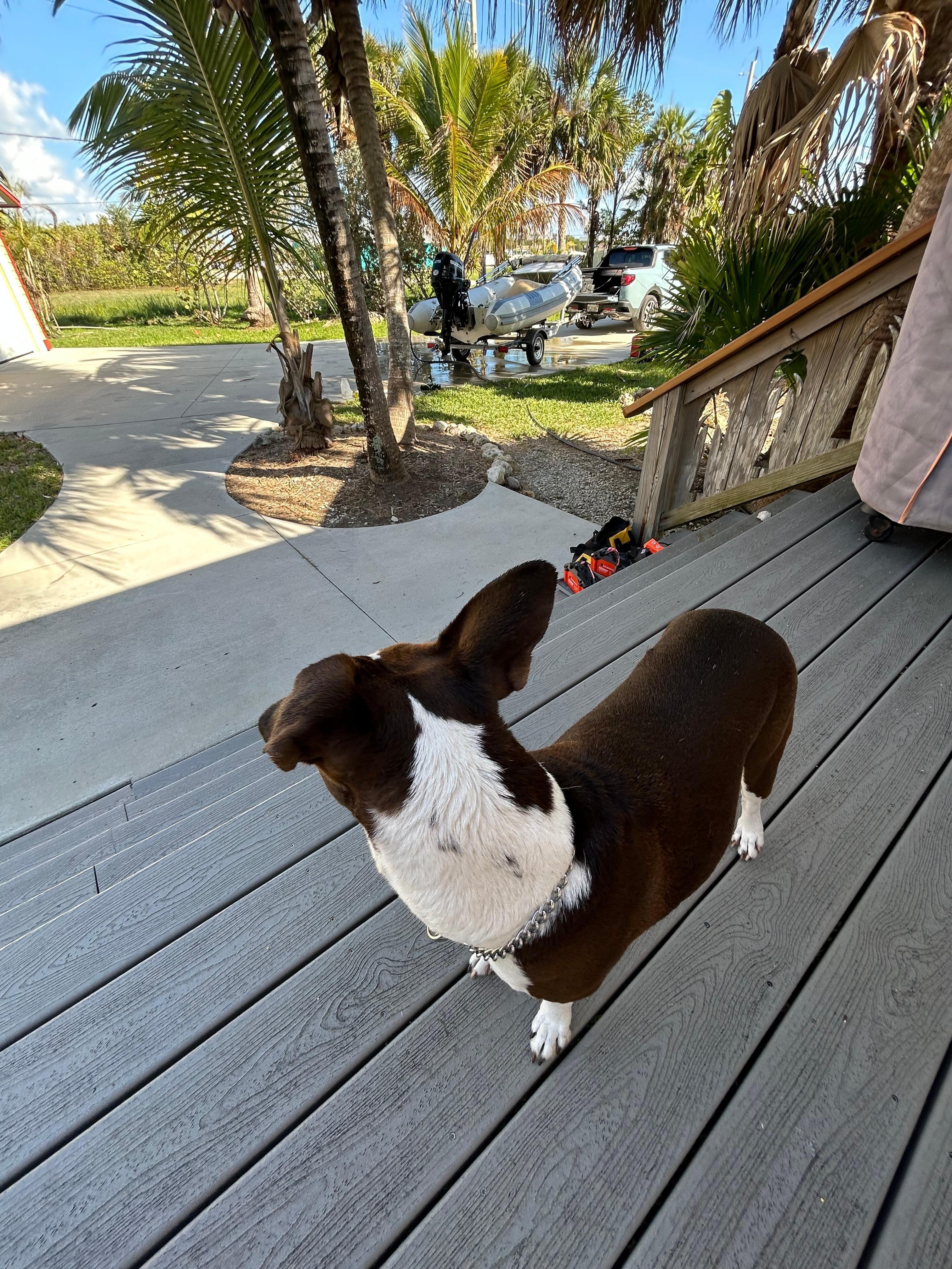 Belle, looking out over the parking area