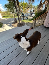 Belle, looking out over the parking area