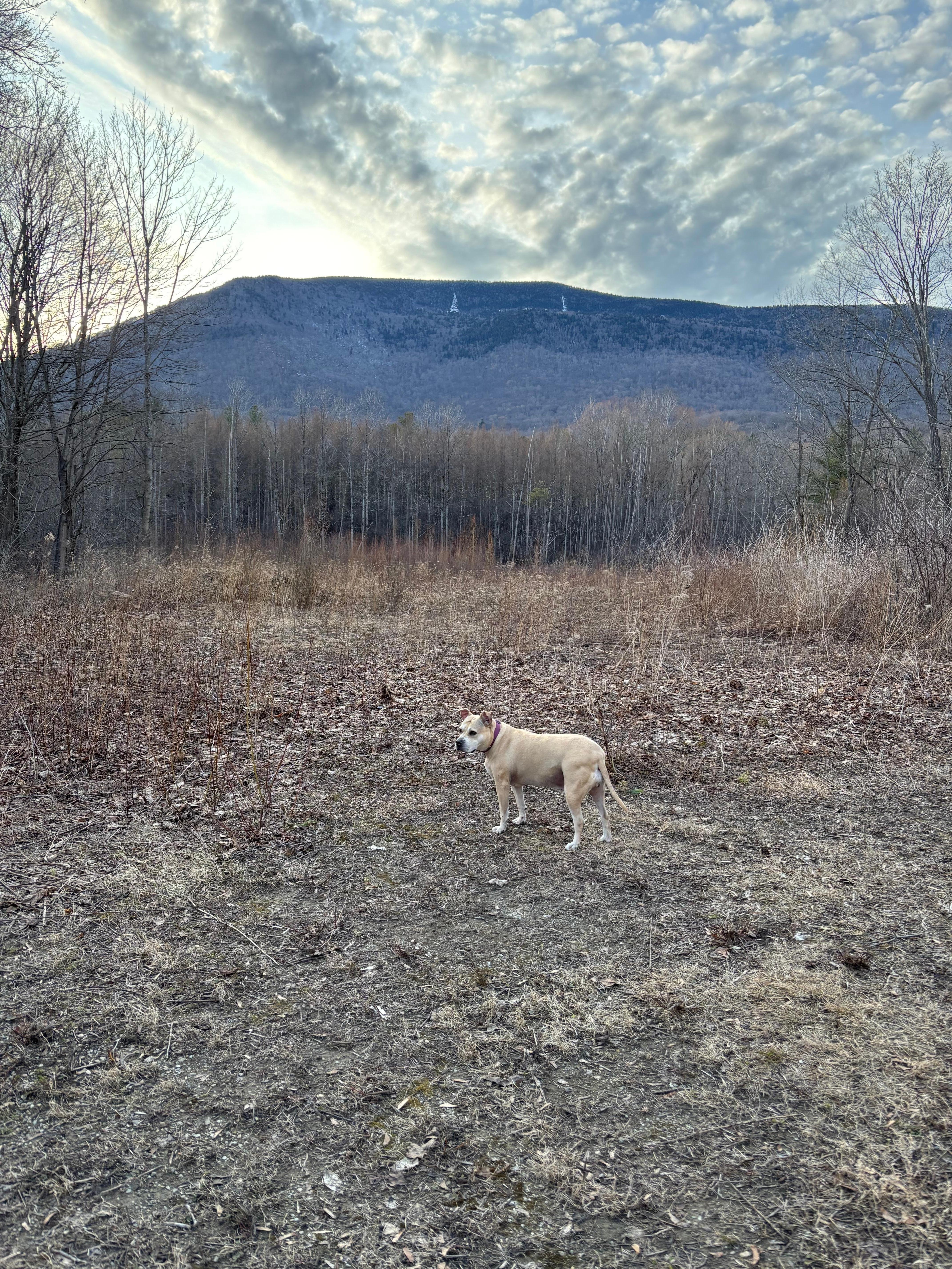 Taken from the surrounding yard!