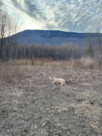 Taken from the surrounding yard!