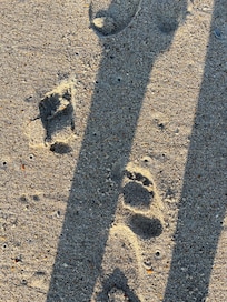 Foot prints