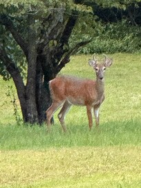 Each evening upon returning “home” a herd of deer were nearby.