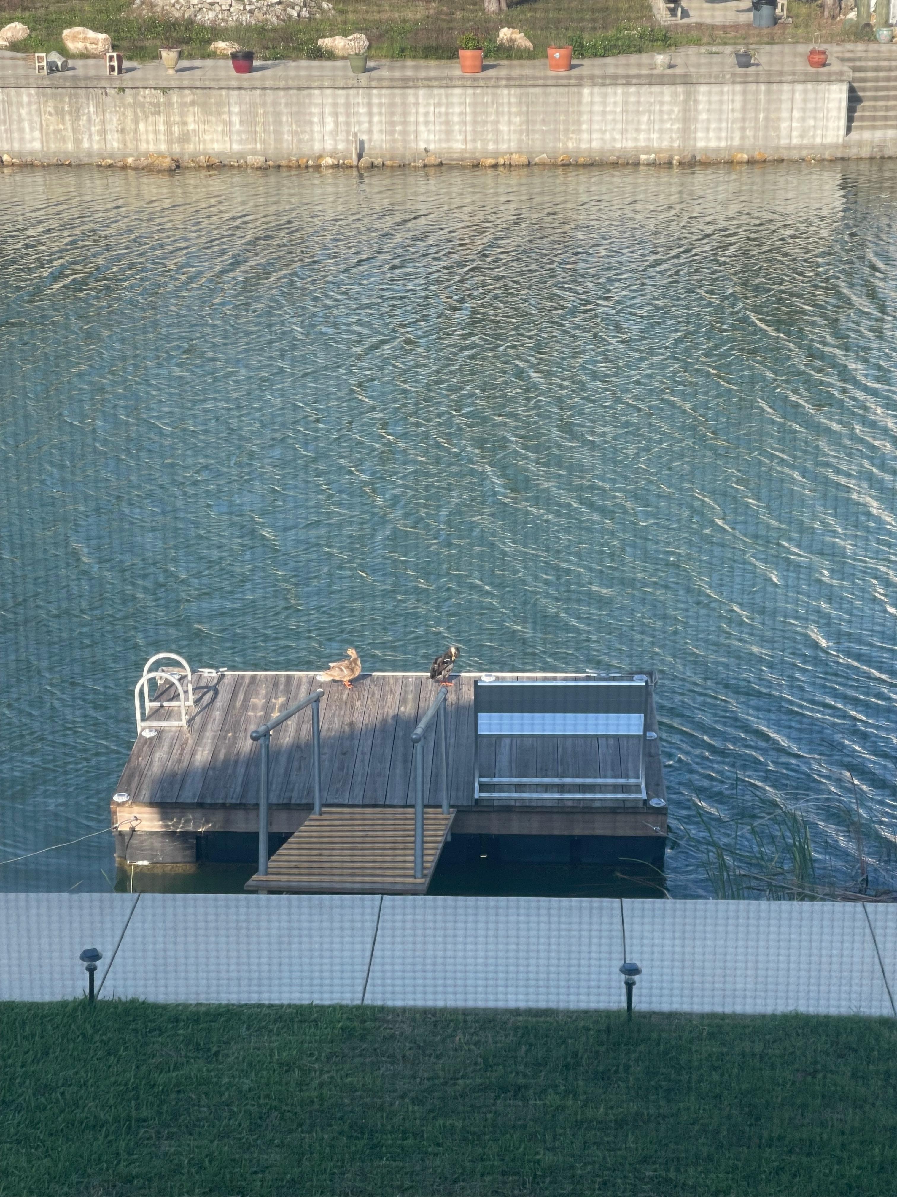 Ducks sunning on the dock 