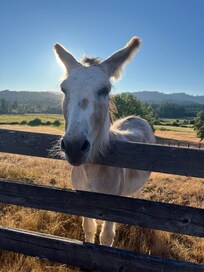 Bullet the farm greeter! Sweetest donkey.
