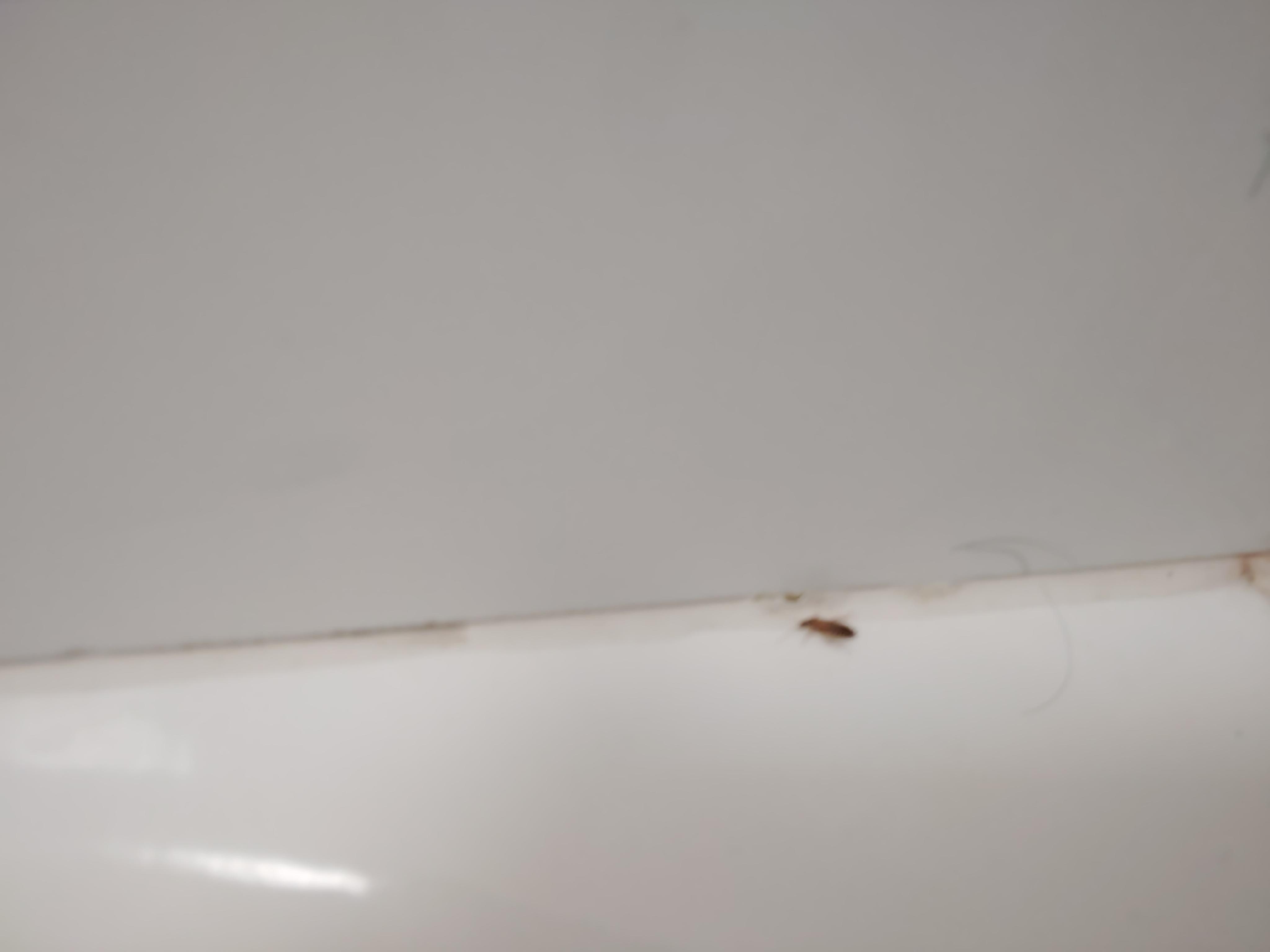 The roaches in the bathroom 