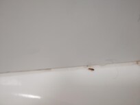 The roaches in the bathroom