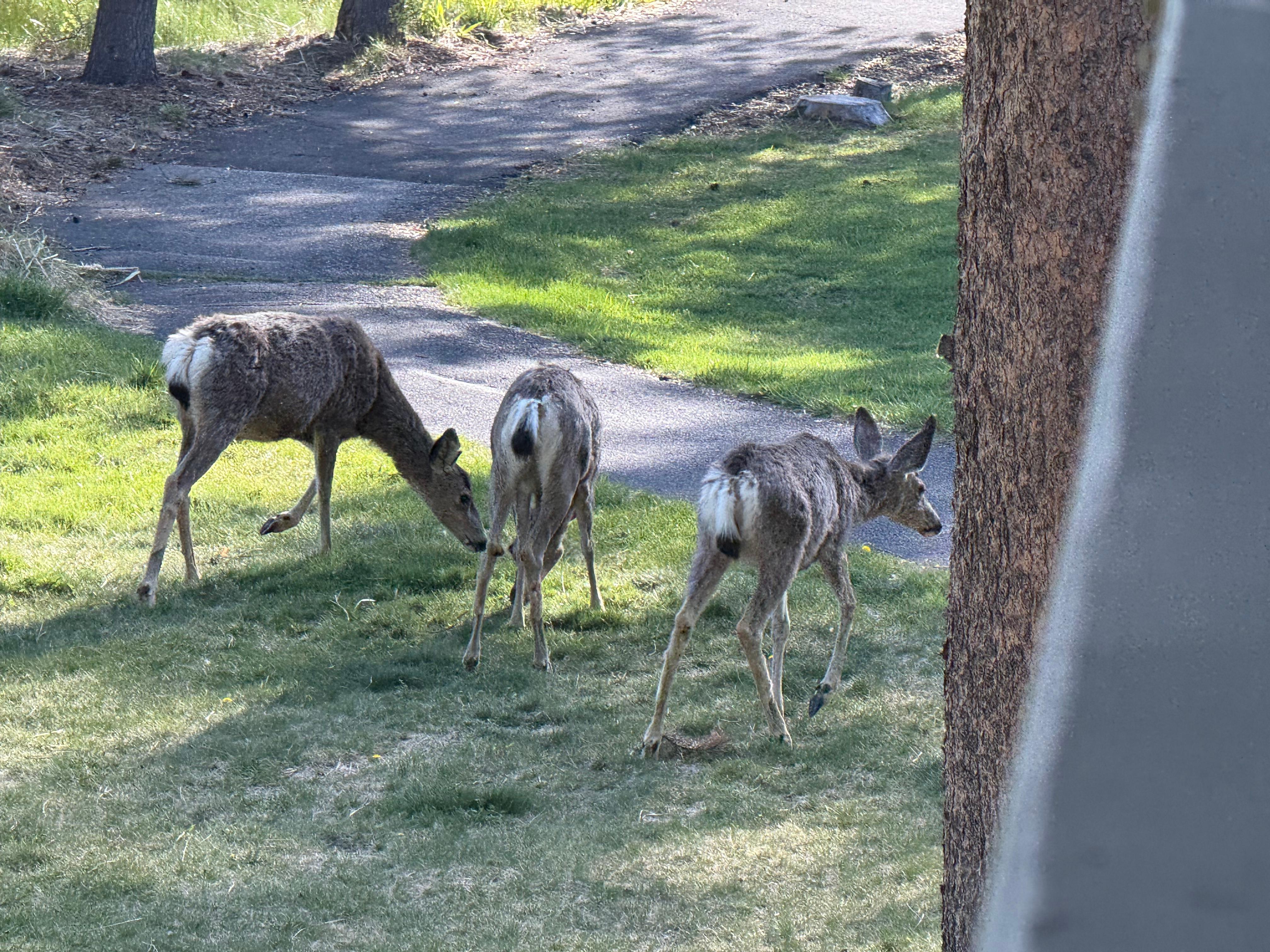 Locals
