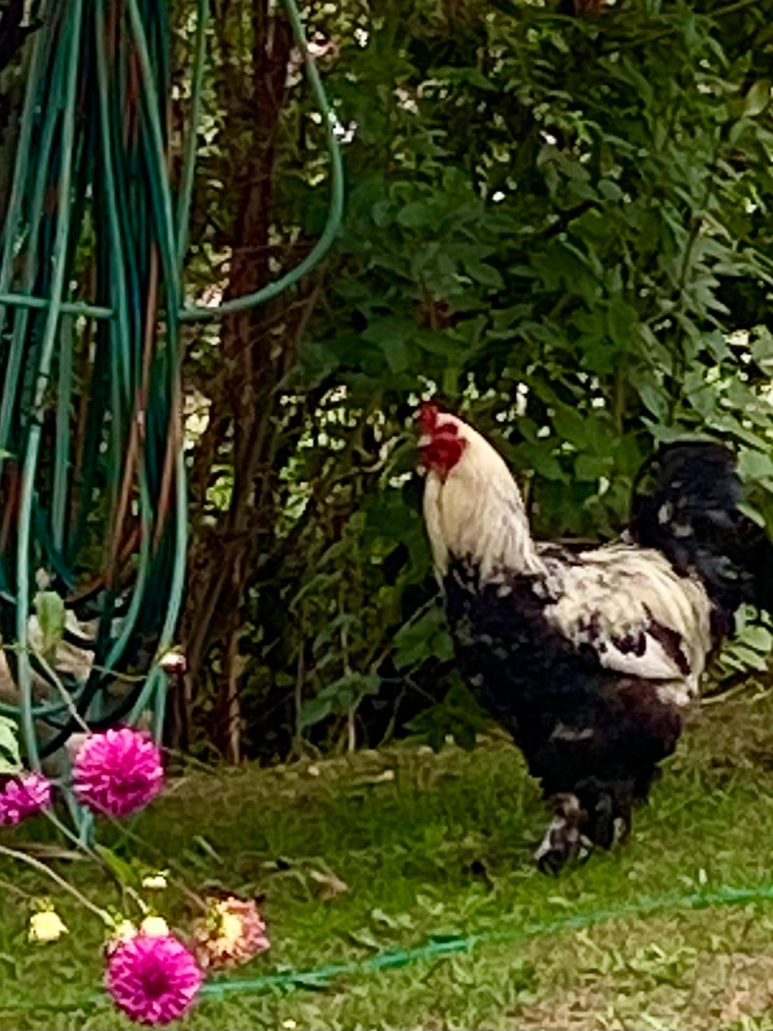 Rooster herded his hens