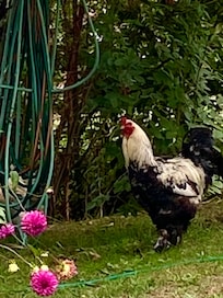 Rooster herded his hens