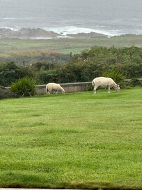 Sheep in the front yard coffee friends!