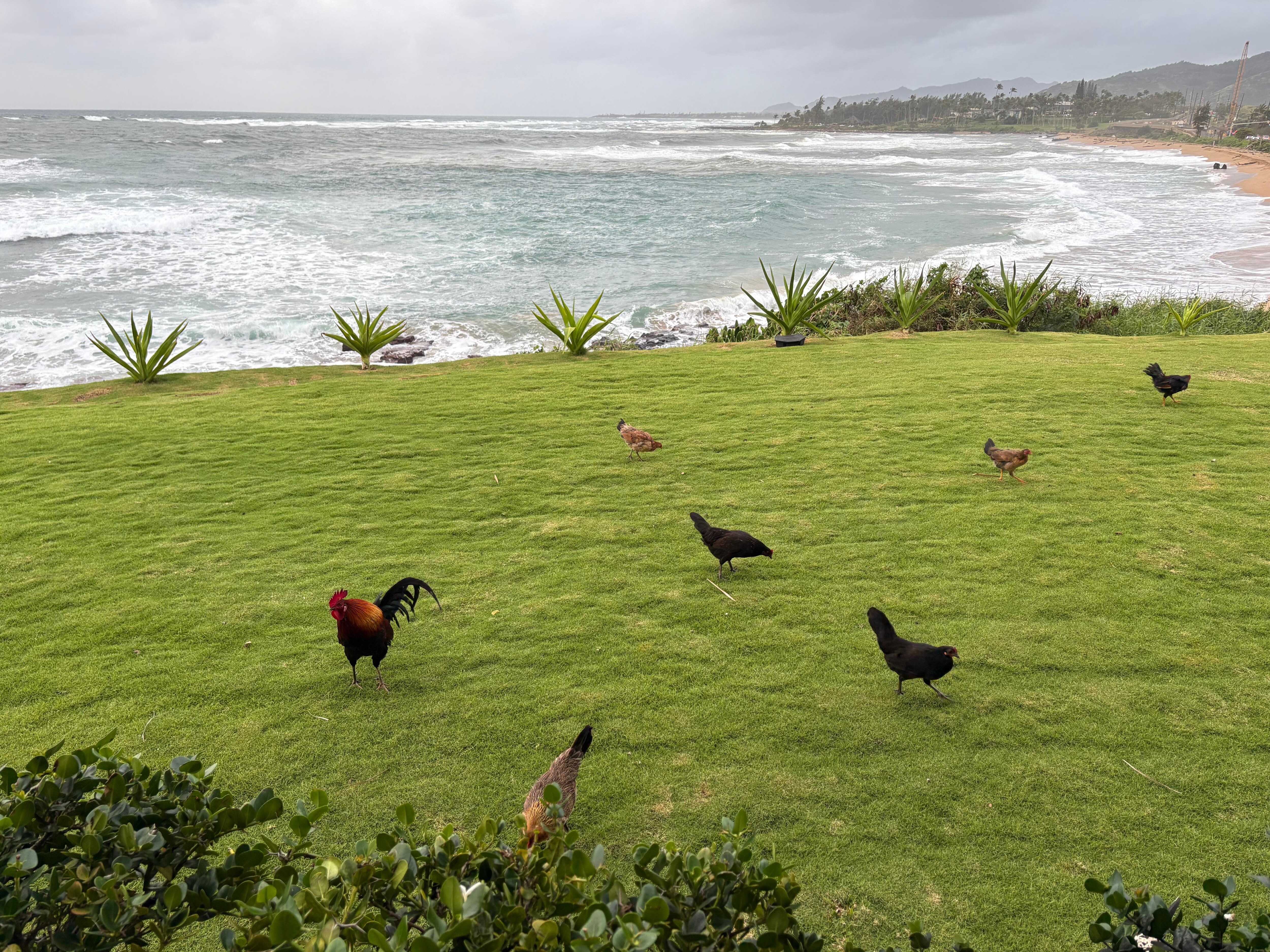 Awesome chicken family right out back.