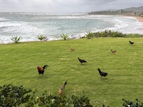 Awesome chicken family right out back.