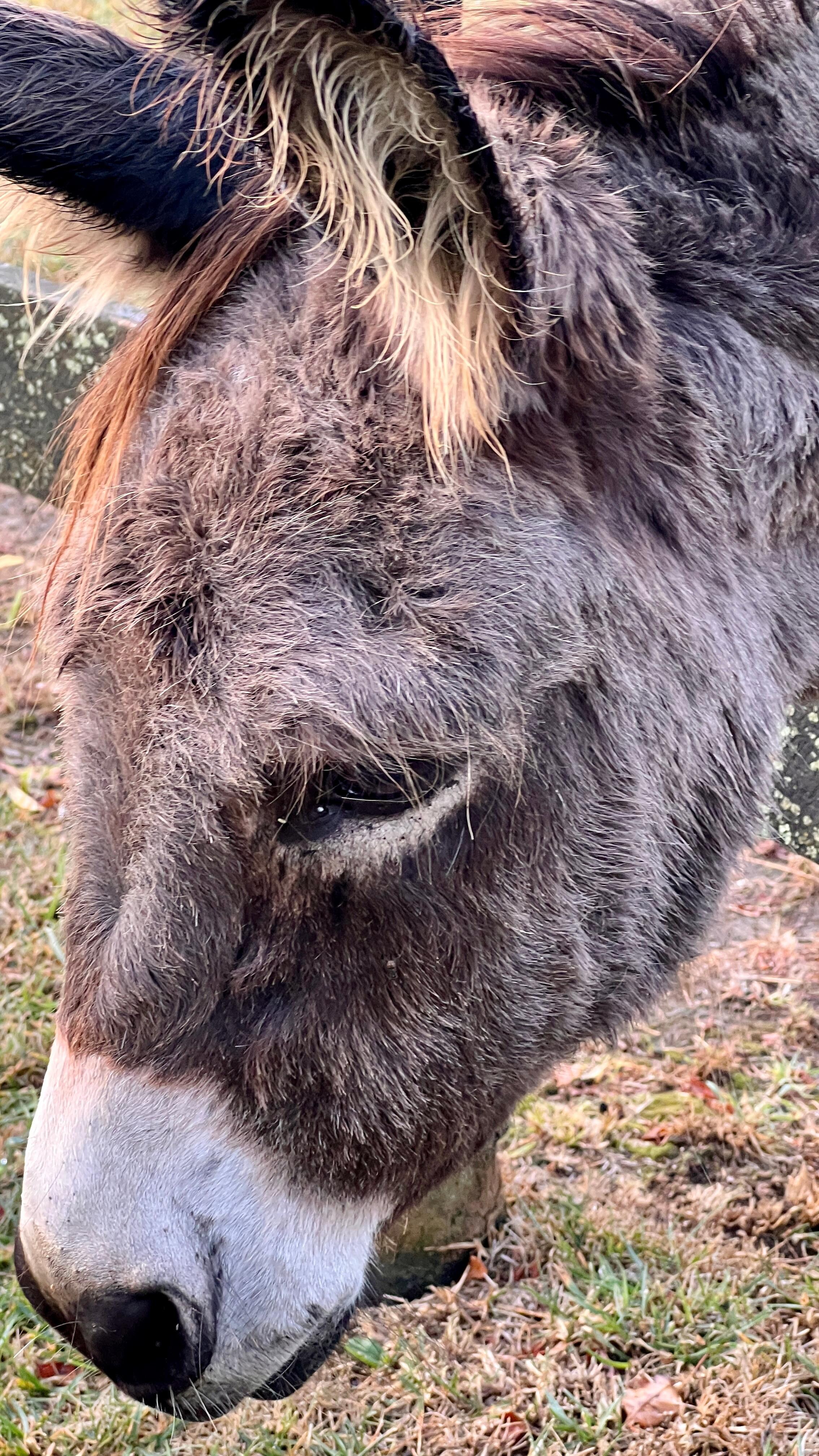 Donkey on the property