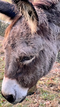 Donkey on the property