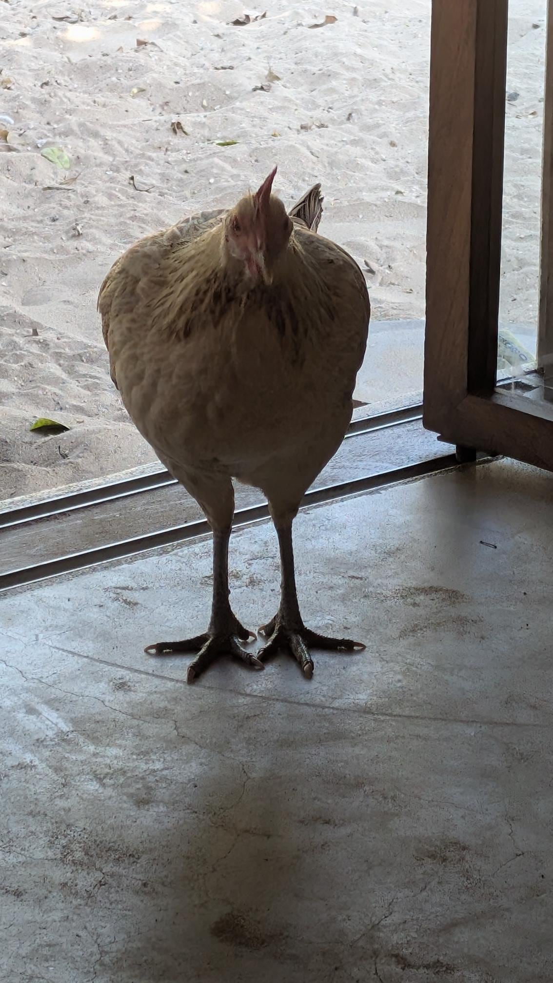 Henny Penny.  She loves bananas and popcorn.