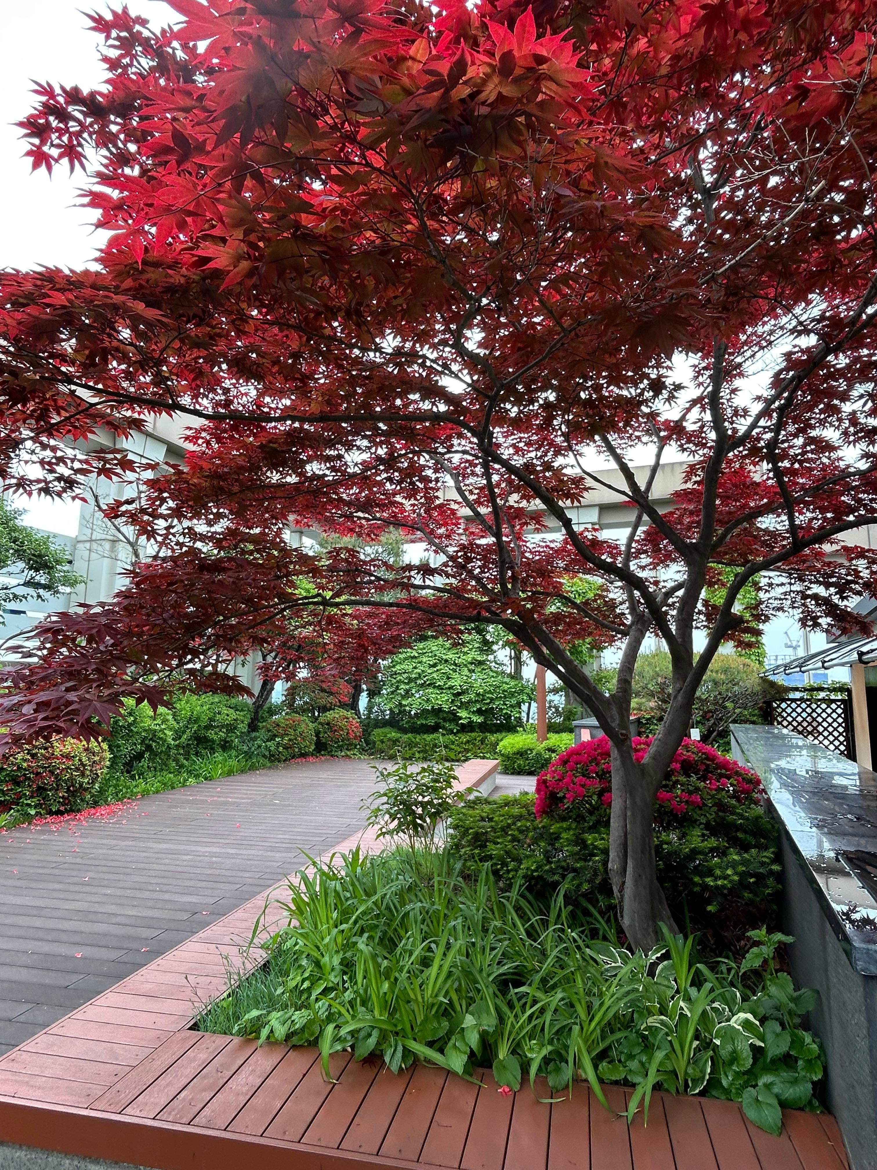 Rooftop garden 