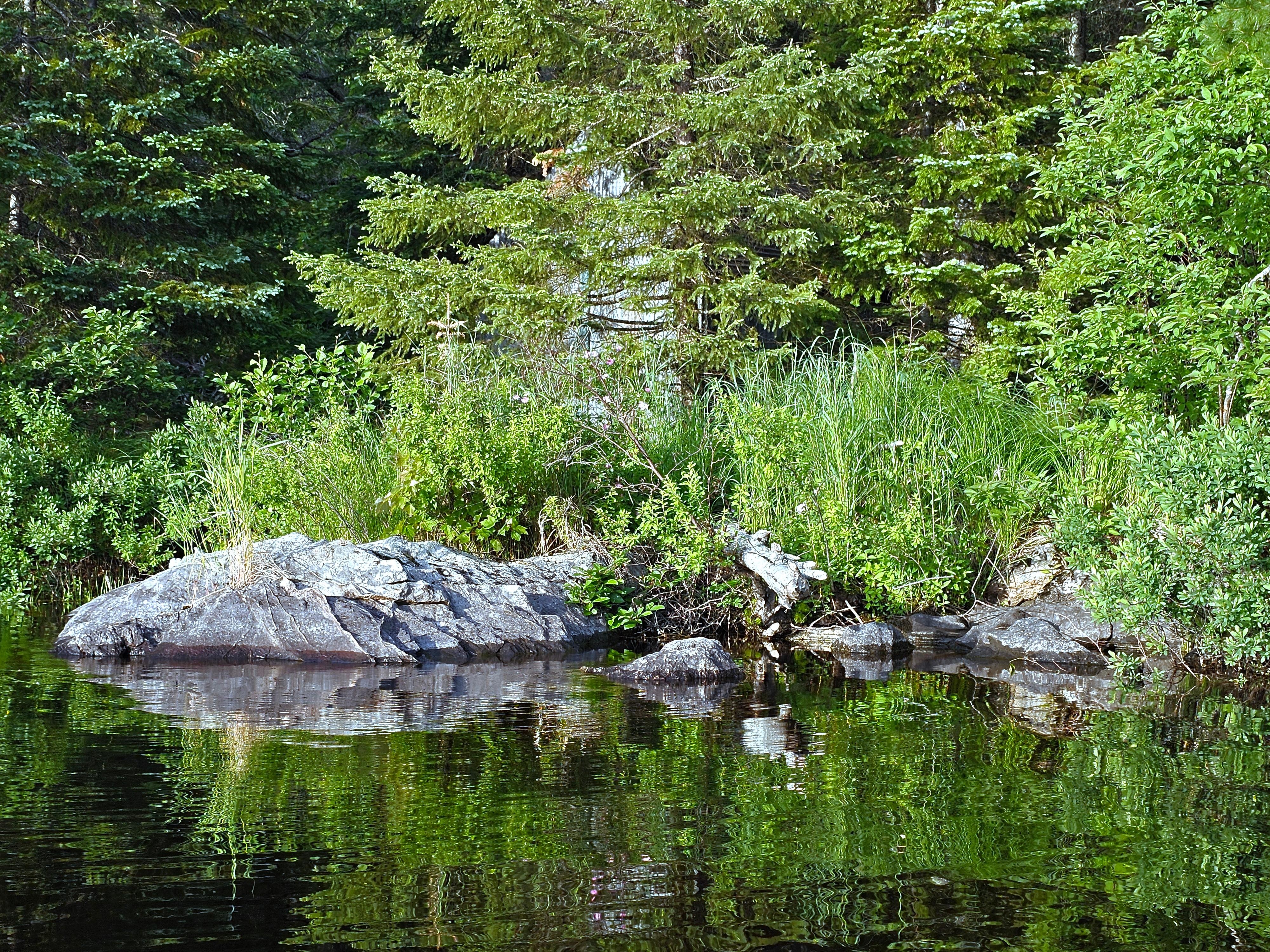 wild roses and still water