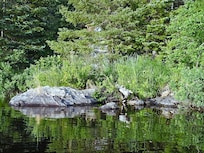 wild roses and still water