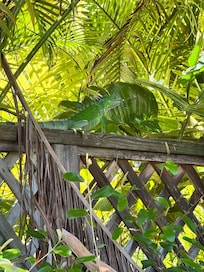 Iguana in the backyard