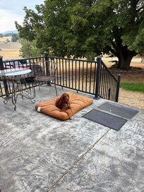 Sasha enjoying the porch/deck. Keeping a watchful eye on the chickens and birds.