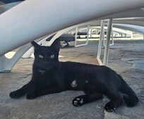 Resort mascot - Shadow 😻