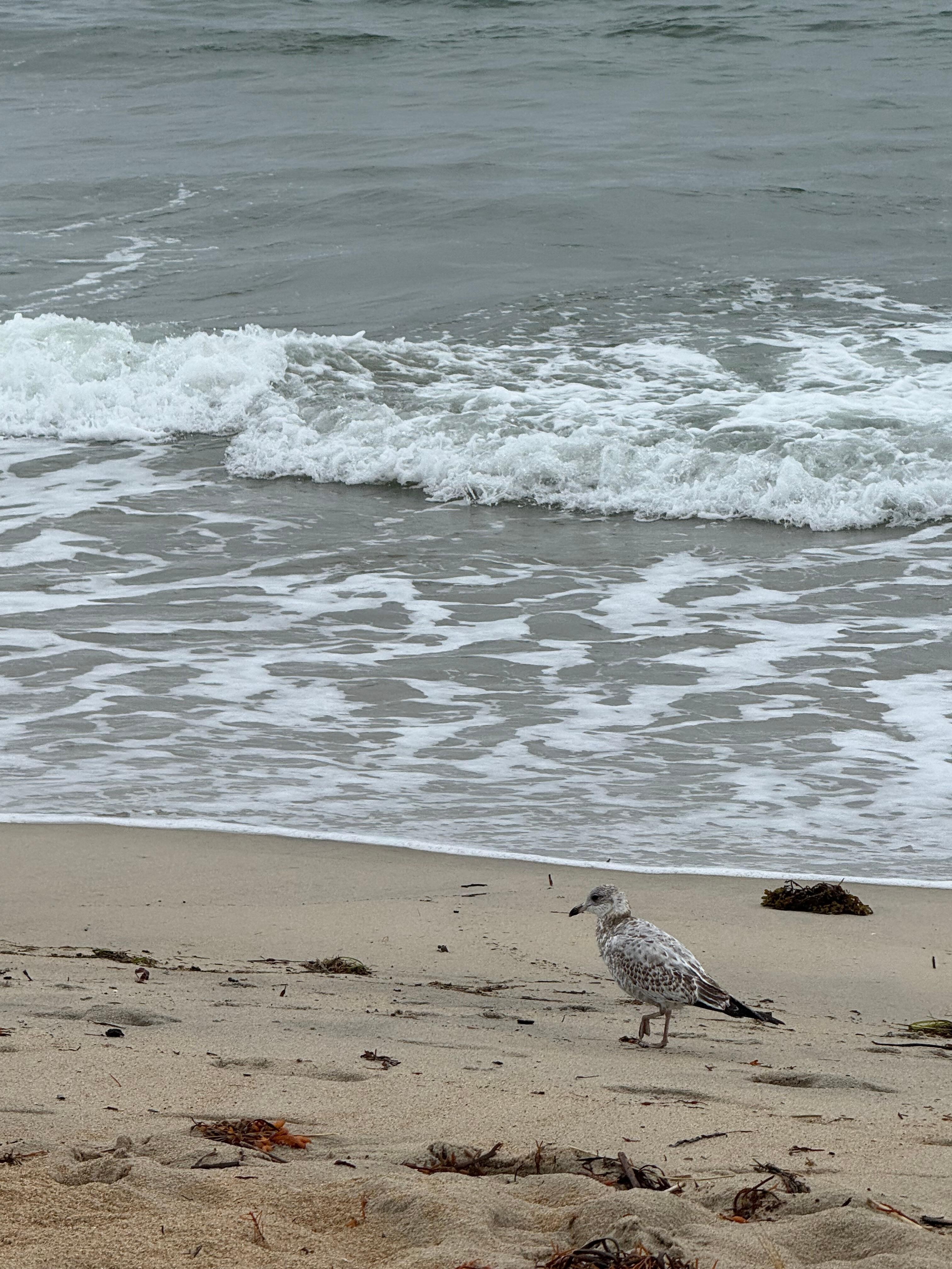 Friendly gull stopped to say hello. 