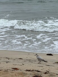 Friendly gull stopped to say hello.