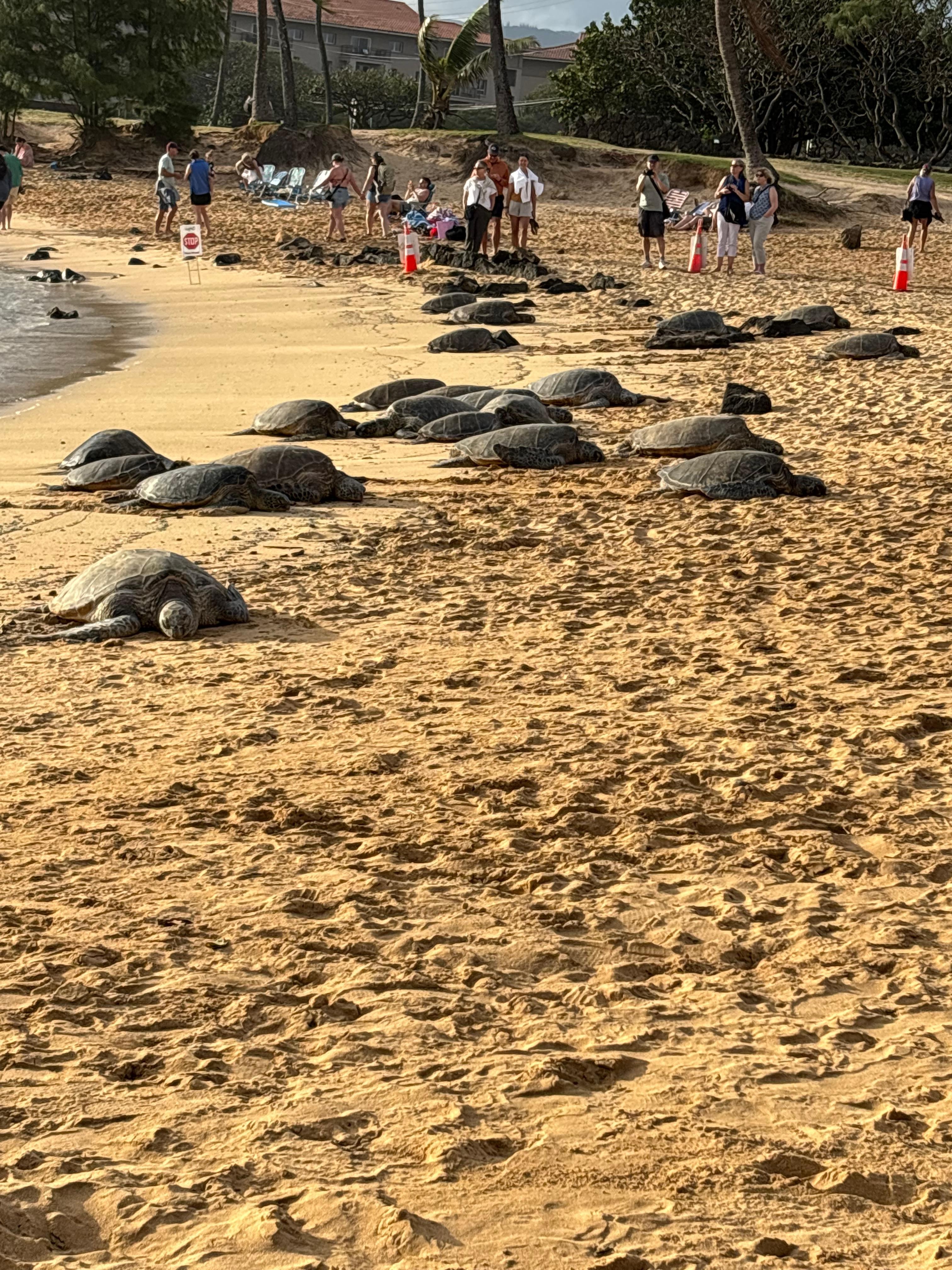 Turtles at the beach down the road.