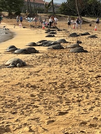 Turtles at the beach down the road.