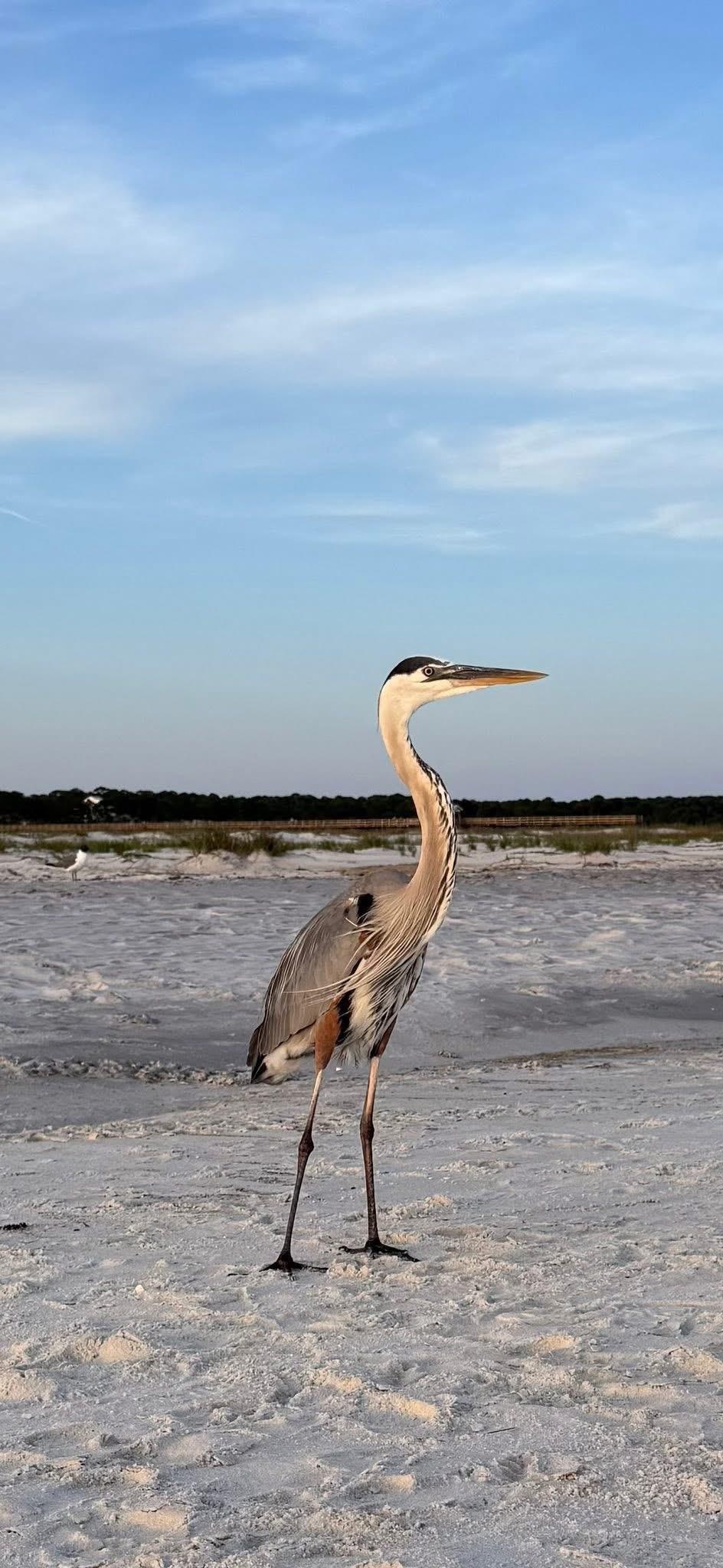 We got so close to this pelican it was cool. 