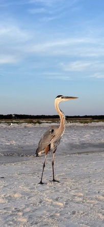 We got so close to this pelican it was cool.