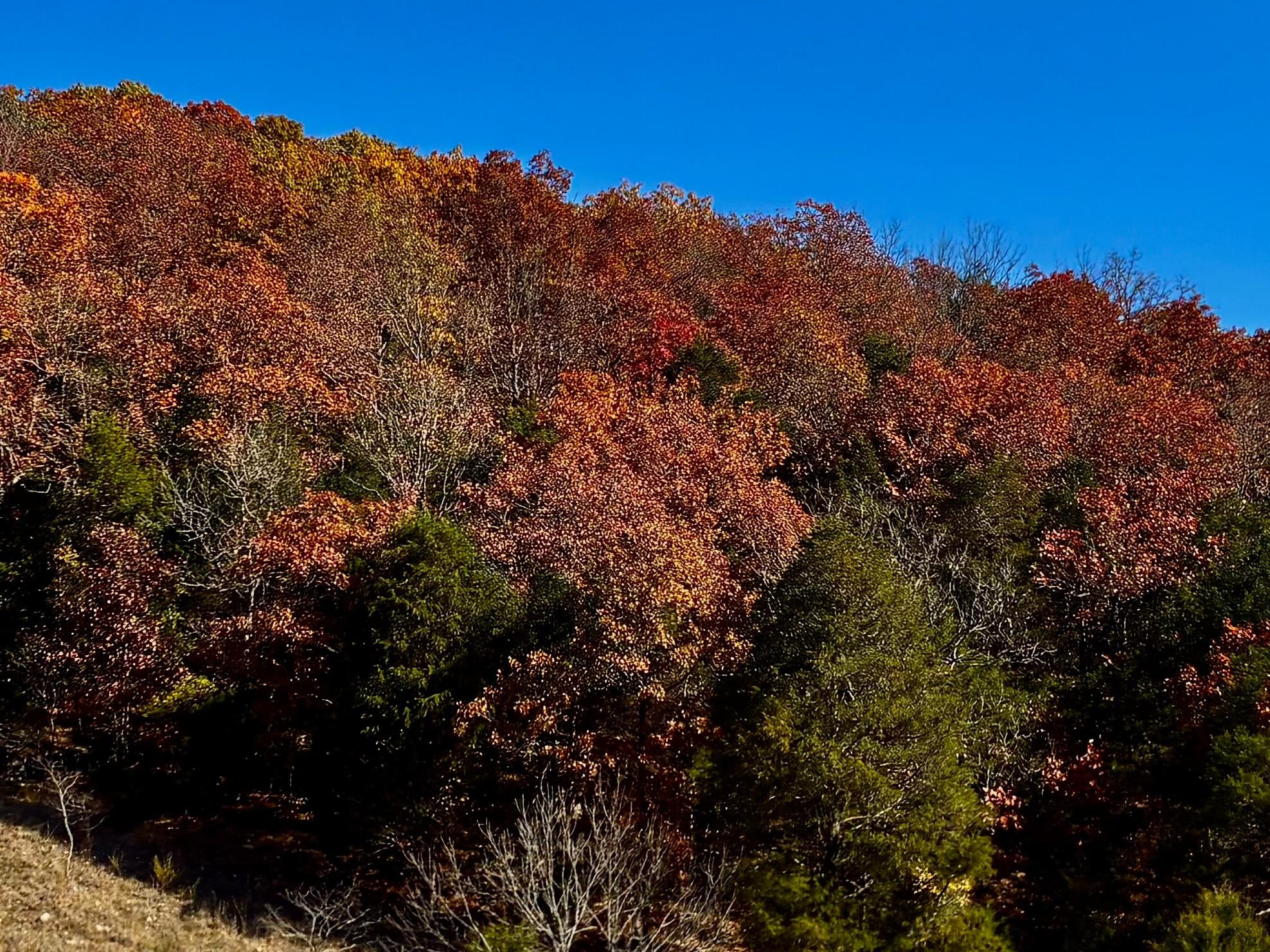 Saw deer at Indian point 
