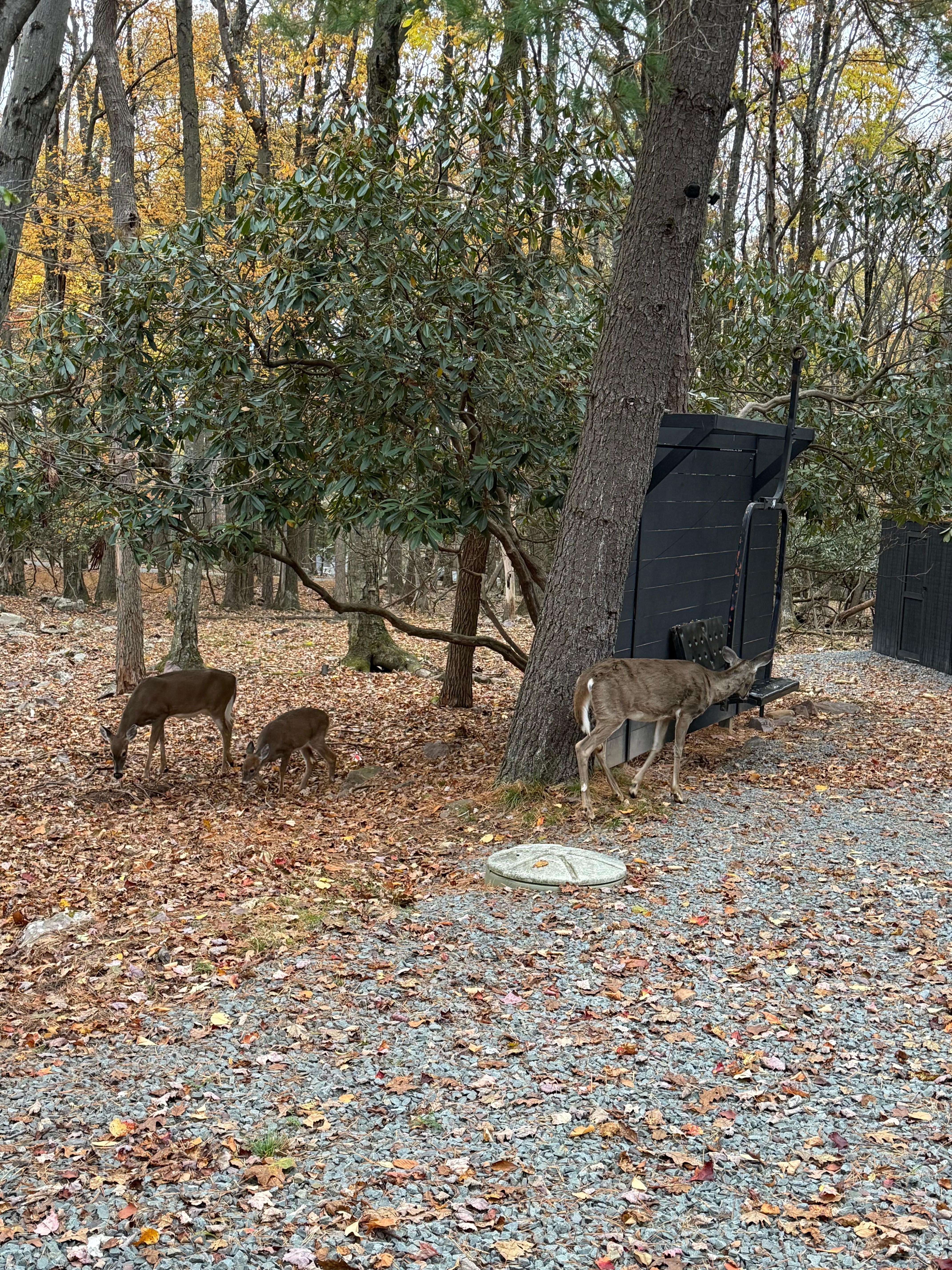 Lots of friendly deer around 