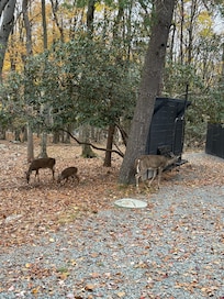 Lots of friendly deer around